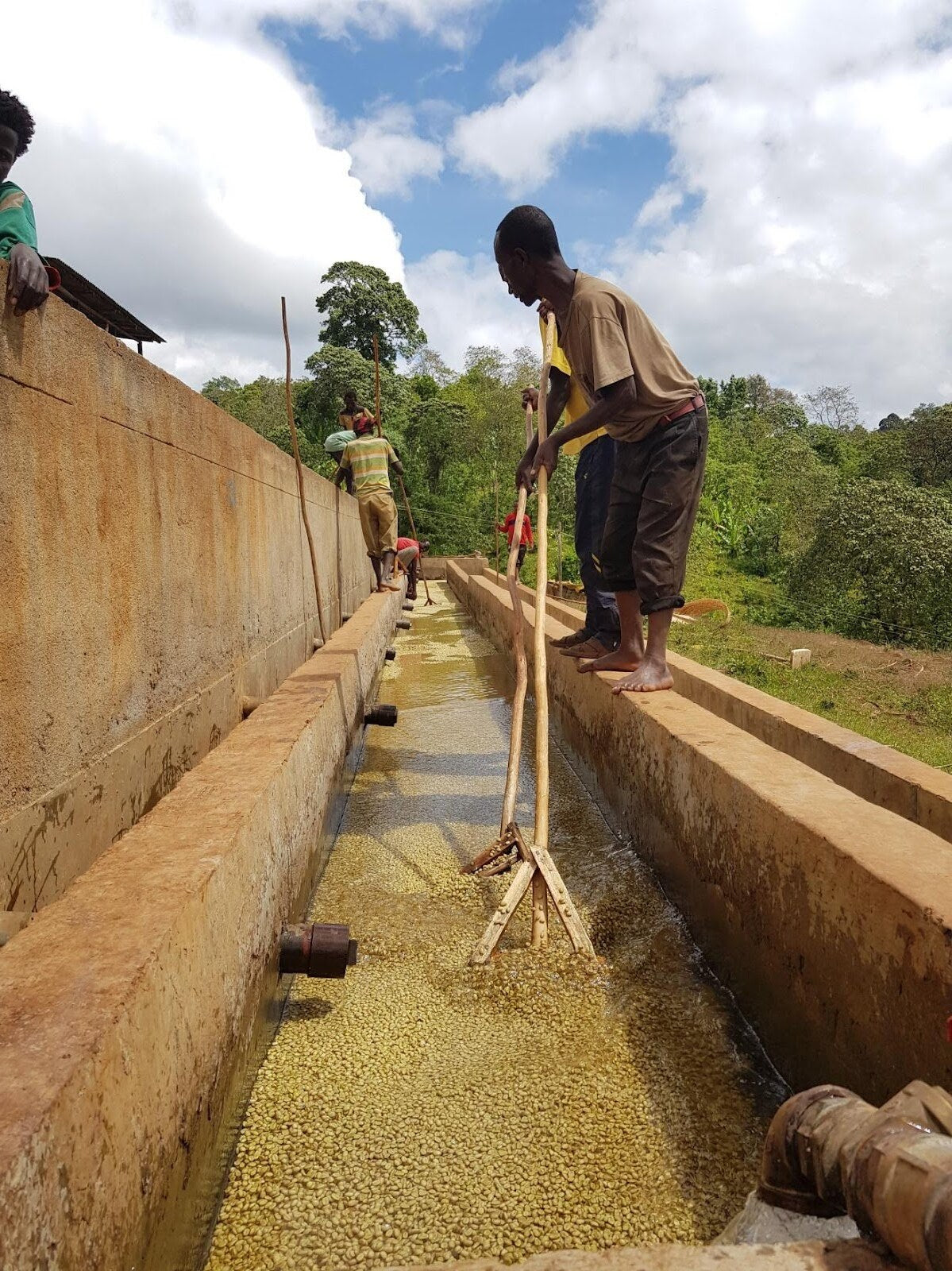 Ethiopia Danche Organic