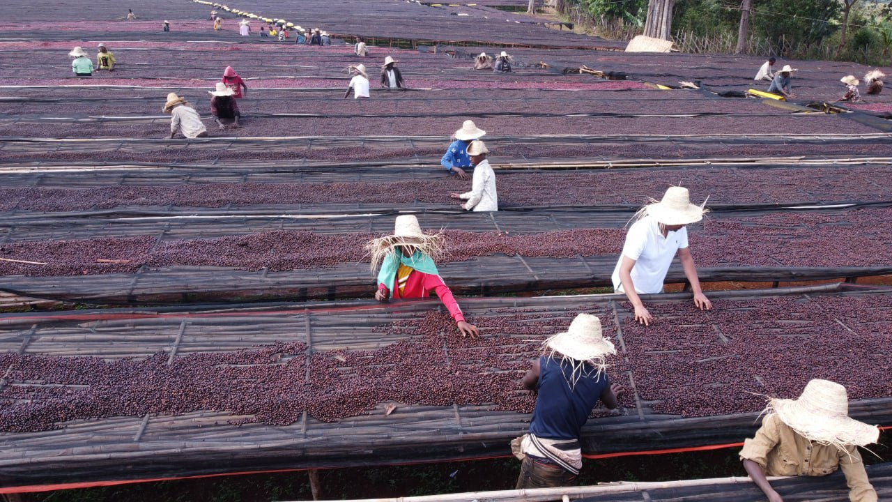 Ethiopia Banko Gotiti