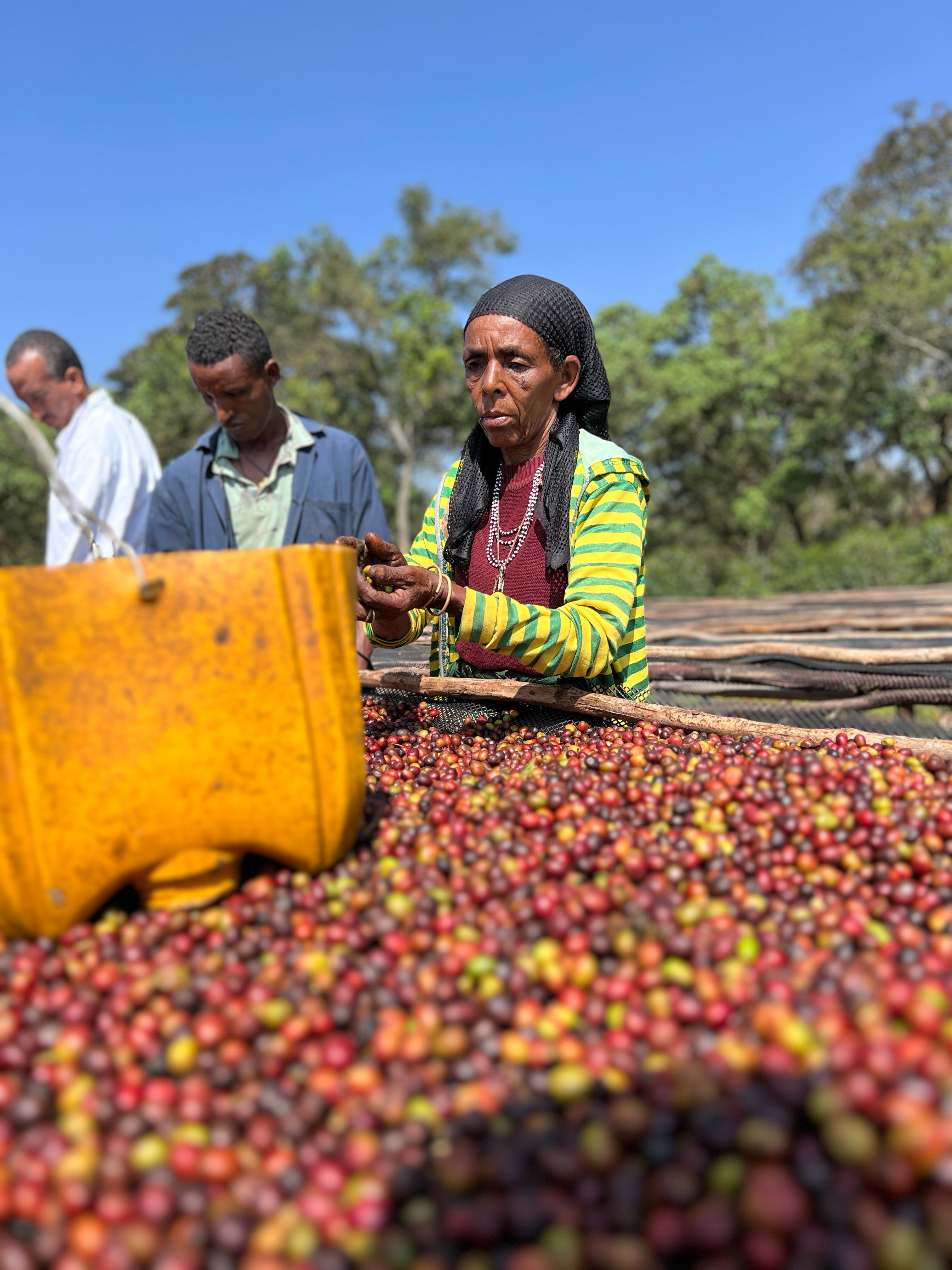 Ethiopia Kaffa Bita