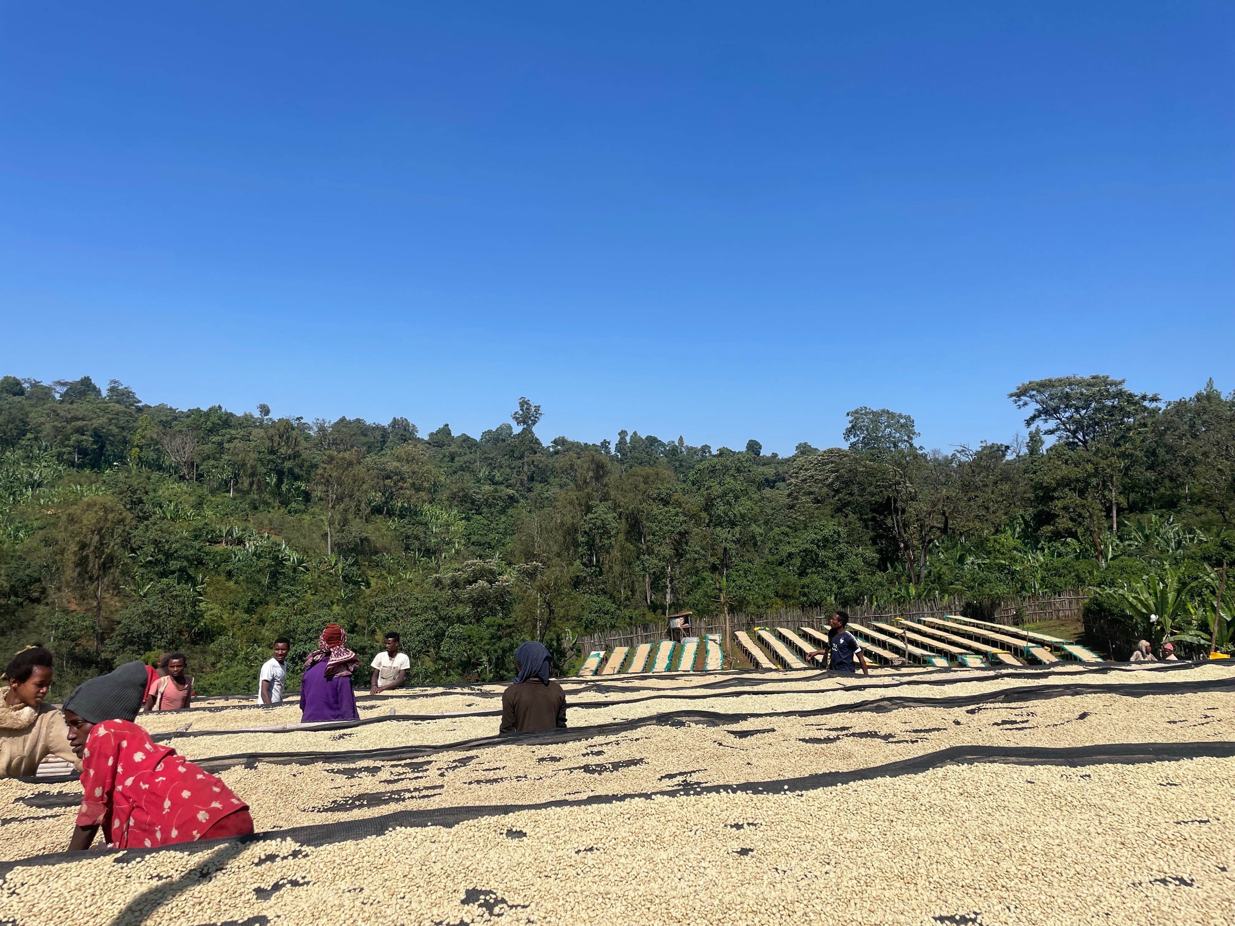 Ethiopia Danche Organic