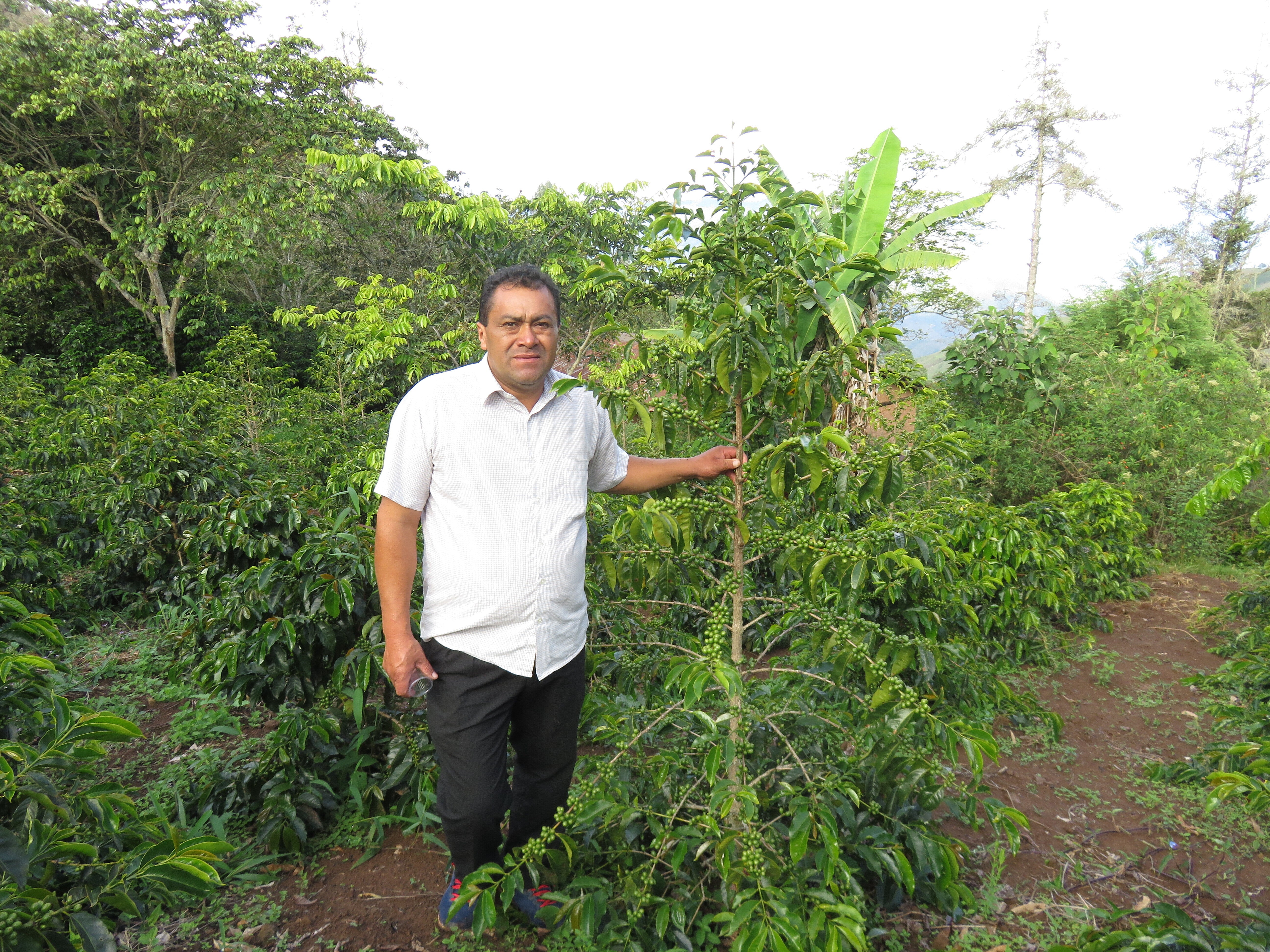 Peru El Palmo Organic