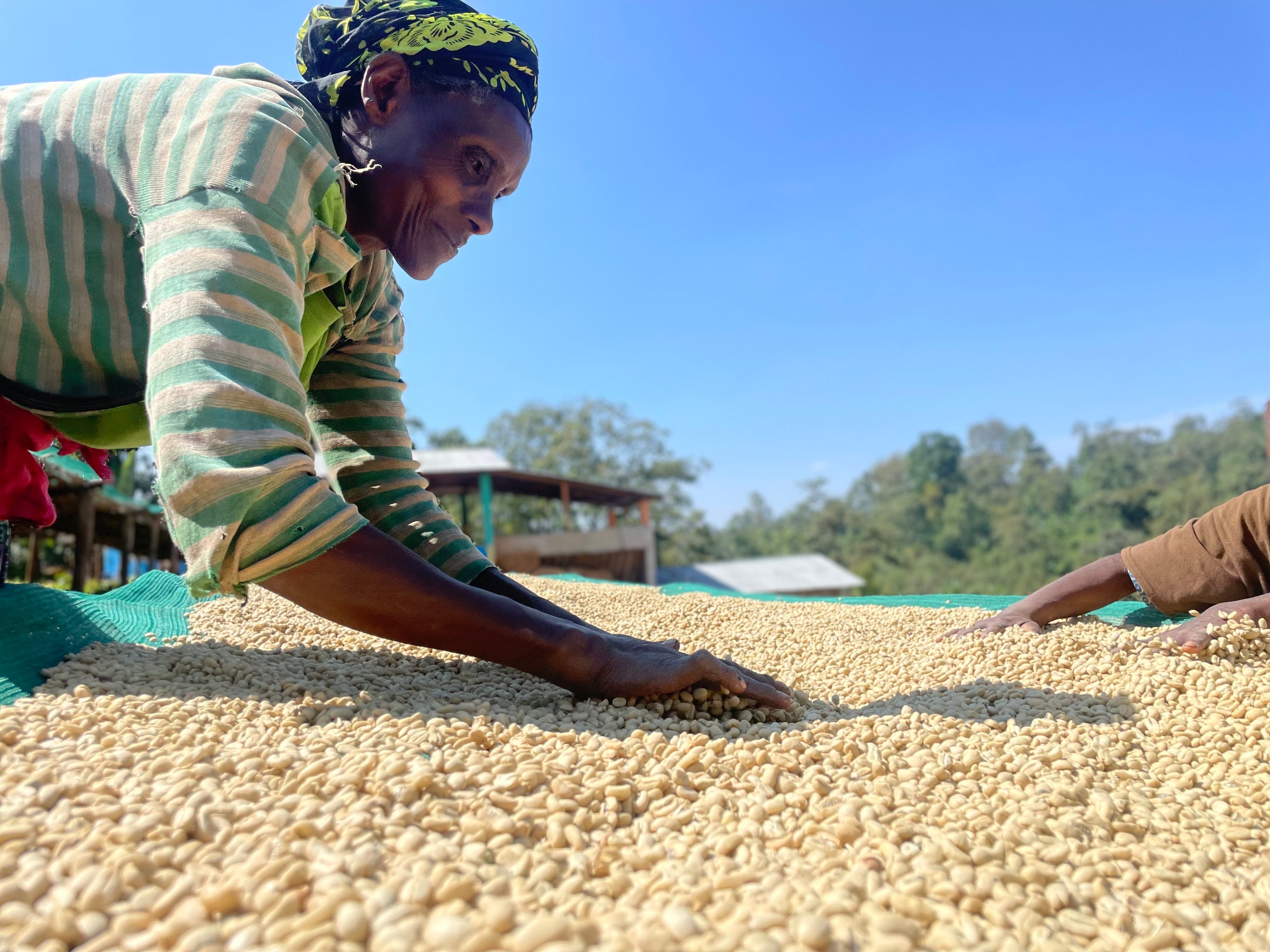 Ethiopia Danche Organic