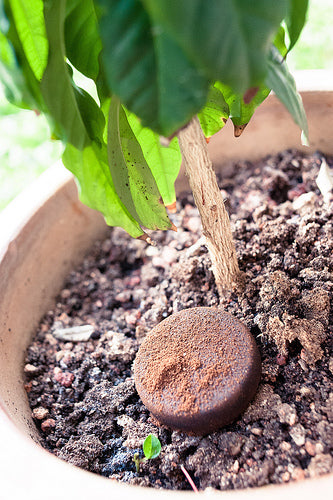 Ways to reuse your spent coffee grounds