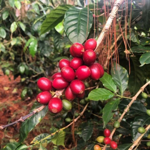 Guatemala La Serrania