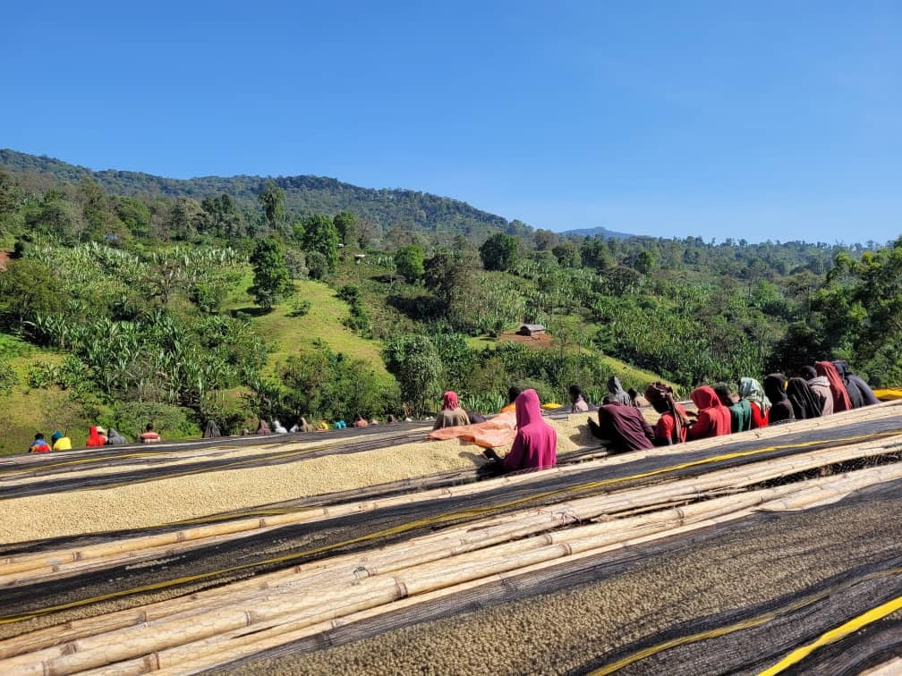 Ethiopia Nensebo Riripa Organic