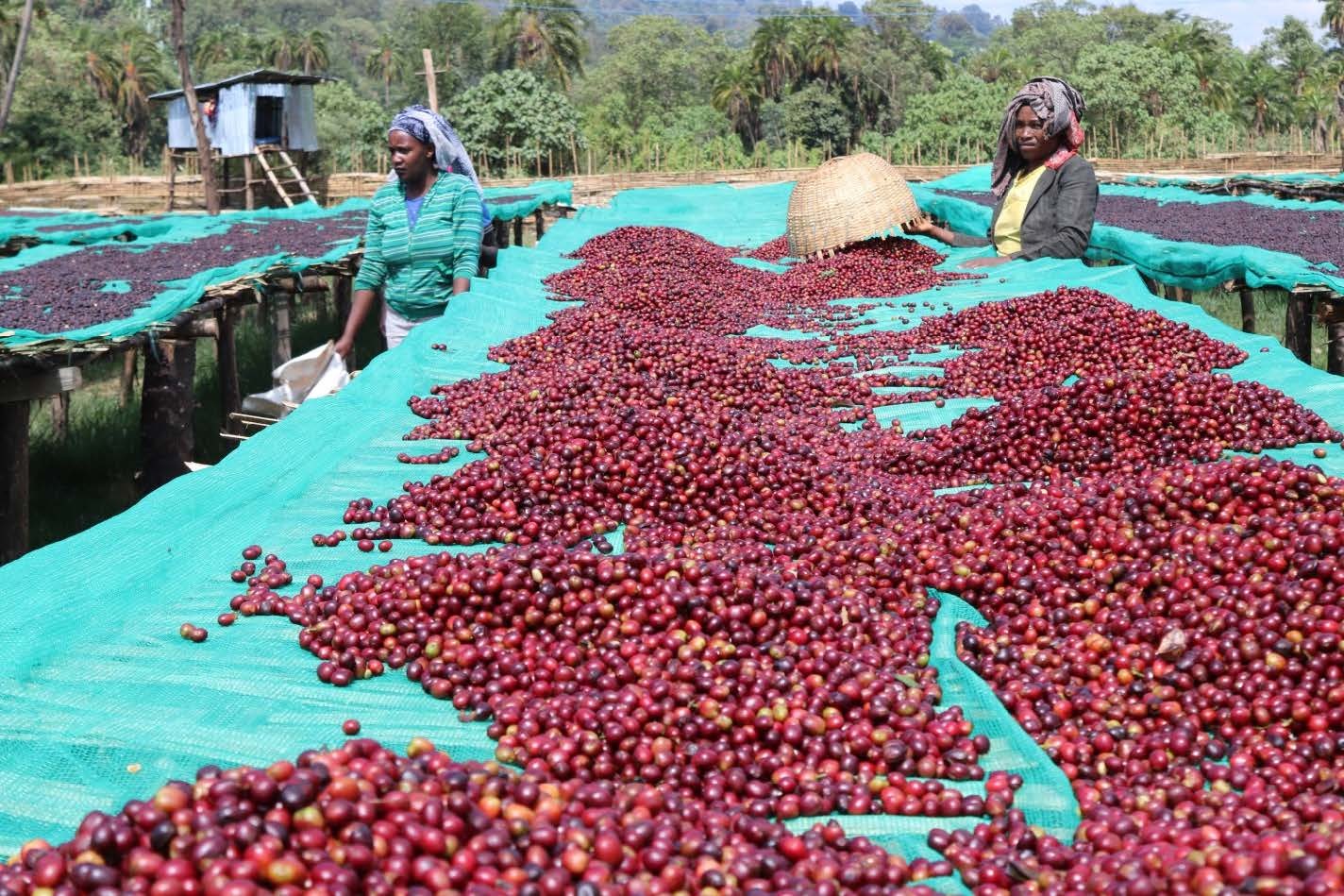 Ethiopia Buku Abel