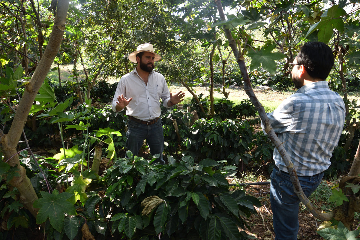 Guatemala Agua Tibia