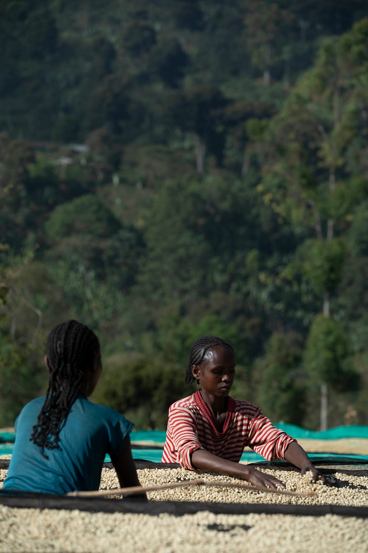 Ethiopia Chelbesa #4